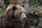 Close up Funny Grizzly Bear