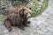 Close up Funny Grizzly Bear