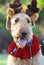 Close up funny happy large Airedale Terrier dog in Christmas costume