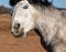 close-up funny horse portrait, horse is looking straight at the camera with surprise