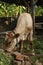 Close up from a funny light brown white beef calf looking sceptic to the ground for food