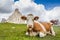 Close up funny low angle view of a cow with spectacular mountain scenery at pass Giau with Mount Gusela in the background