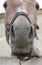 Close-up of funny muzzle of a mare. Portrait of a brown horse. Selective focus