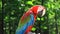 Close up. funny parrot macaw on blurred background