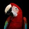 Close-up Funny portrait Green-winged macaw, Ara chloroptera, isolated black Background
