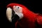 Close-up Funny portrait Green-winged macaw, Ara chloroptera, isolated black Background