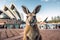 Close up Funny portrait of kangaroo with in Sydney Generative AI