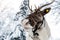 Close-up funny portrait of northern reindeer with massive antlers and fluffy furry nose covered by snow icicles