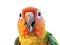 Close-up Funny Portrait of Surprised Parrot