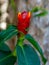 Close Up funny red Flower of Zingiber zerumbet looks like human angry face