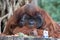 Close up Funny Urang-Utan , Pongo Pygmaes