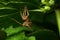 Close-up of a furry brown spider Caucasian Solpuga molting under