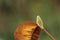 Close up of a furry magnolia grandiflora bud