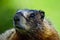 Close up of a Furry Marmot