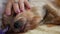 Close-up of the furry muzzle of a dog lying at home which is stroked by a female hand. Slow motion. Yoksher terrier puppy lies and