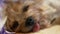 Close-up of the furry muzzle of a dog with a protruding tongue being stroked by a female hand. The pet is a yoksher terrier dog, a