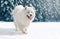 Close-up furry white Samoyed dog running on snow in winter