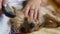 Close-up of a furry Yoksher terrier dog licks the hand of the owner. A woman`s hand strokes her lying pet. selective focus. Taking