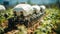 Close-up of a futuristic robotic harvesting system in a vegetable field. Concept of agriculture in the future