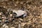 Close up of a Gaboon Viper