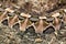 Close up of a Gaboon Viper