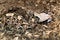 Close up of a Gaboon Viper