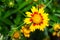 Close up of Gaillardia spp. Blanket Flower