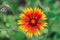 Close up Gaillardia â€“ blanket flower
