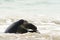 Close up of Galapagos Green Turtles mating in the surf