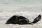 Close up of Galapagos Green Turtles mating in the surf