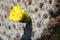 Close-up of Galapagos prickly pear flower on Rabida Island, Gala