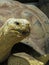 Close Up of a Galapagos Tortoise