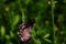 Close-up of garden bumblebee or small garden bumblebee collecting nectar from a clover flower