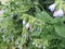 Close-up of a garden bush with shaggy leaves and pink and blue small flowers in the form of bluebells. Selective focus, side view