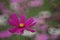 Close up of A Garden Cosmos.