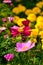 Close up of Garden Cosmos in the garden with sunlight. Pink and red garden cosmos flowers blooming Background.