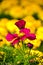 Close up of Garden Cosmos in the garden with sunlight. Pink and red garden cosmos flowers blooming Background.