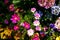 Close up of Garden Cosmos in the garden with sunlight. Pink and red garden cosmos flowers blooming Background.