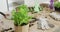 Close up of garden equipment with gloves and plants on table in kitchen