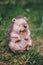 Close-up garden figurine funny hedgehog on green background grass