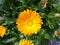 Close up on a garden marigold