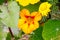 Close up of Garden nasturtium (Tropaeolum majus), a flowering plant