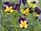 Close up garden pansy, yellow, purple and violet viola spring flower on a green bokeh background, selective focus, copy