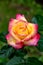Close-up of garden rose Pullman Orient Express