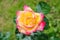 Close-up of garden rose Pullman Orient Express