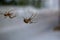 Close up of garden spiders in Suffolk