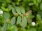 Close up of Garden Spurge leaves