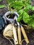 close up of Garden tools seedlings on the soil, gardening concept in spring, garden hobbies