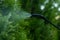 Close-up gardener applying insecticide fertilizer to his thuja using a sprayer