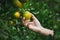 Close up of gardener hand holding an orange and checking quality of orange in the oranges field garden